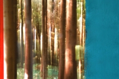 aforest40x60-Kopie